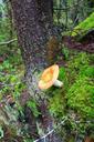 fungus-nature-forest-mushrooms-fall-468656.jpg