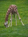 giraffe-graze-grass-591281.jpg