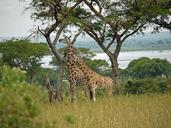 rothschild-giraffes-uganda-pair-1416574.jpg