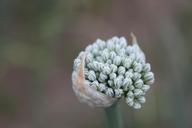 agriculture-allium-buds-cernuum-87732.jpg