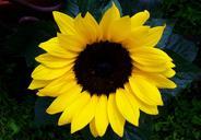 sunflower-yellow-ornamental-sunflower-782250.jpg