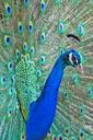 peacock-feathers-bird-head-beak-380951.jpg