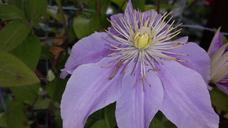 purple-flower-flower-purple-blossom-819016.jpg