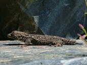 gecko-dragon-reptile-rock-texture-1356203.jpg