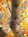 birch-autumn-tree-season-334176.jpg