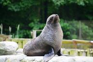 sea-lion-seal-pelts-animal-359230.jpg