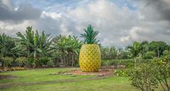 pineapple-decoration-dole-plantation-1037911.jpg