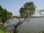 mangroves-vegetation-estuary-632681.jpg