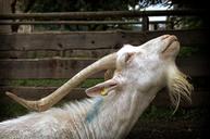 goat-goatee-billy-goat-livestock-1516968.jpg