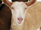 sheep-animal-wool-flock-of-sheep-632428.jpg