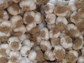 garlic-tubers-heads-of-garlic-food-73923.jpg