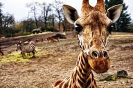 giraffe-zebra-hippo-head-close-up-1047718.jpg