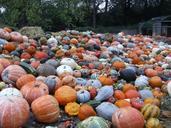 pumpkins-blooming-baroque-ludwigsburg-201542.jpg