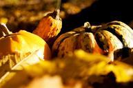 pumpkin-autumn-yellow-halloween-1040821.jpg