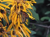 monarch-ligularia-butterfly-1640883.jpg