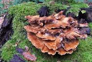 fungus-wood-inhabitants-forest-72780.jpg