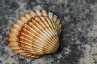 shell-lake-sea-decorative-seashell-111502.jpg