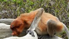 borneo-sepilok-proboscis-monkey-1406242.jpg