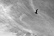 flight-seagull-bird-sky-monochrome-353314.jpg