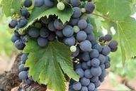 grapes-black-fruit-vineyard-522007.jpg