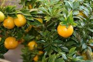 citrus-citrus-fruit-fruits-tree-164835.jpg