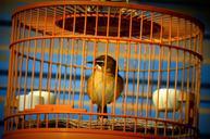 animals-bird-cage-pet-sing-314868.jpg