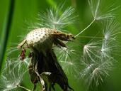 seeds-dandelion-dandelion-seeds-1042486.jpg