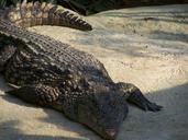 alligator-crocodile-reptile-zoo-262455.jpg