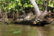 alligator-swamp-bayou-animal-169129.jpg