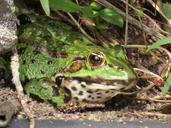 frog-nature-animal-439442.jpg