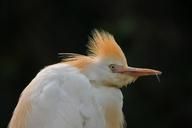 cattle-egret-bird-wild-natural-1185845.jpg