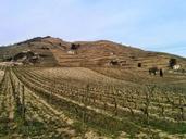 vines-wine-agriculture-rural-687984.jpg