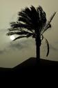 palm-tree-sun-sunset-landscape-436976.jpg