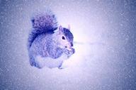 squirrel-winter-snow-light-574479.jpg