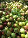 apples-red-green-fruit-nature-458481.jpg