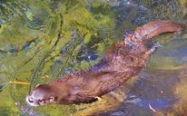 otter-water-close-up-animal-nature-278401.jpg