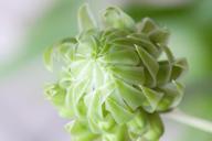 garlic-blossom-bloom-plant-allium-931626.jpg