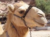 camel-desert-wadi-petra-jordan-102311.jpg