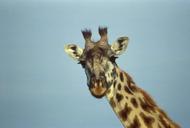 Giraffe head close up.jpg