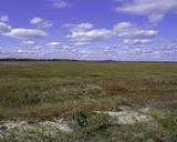 Summer scenic of high grass fields.jpg