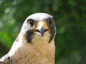 peregrine-falcon-raptor-nature-536297.jpg