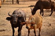 buffalo-water-buffalo-animal-mammal-418368.jpg