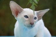 cat-siamese-cat-fur-charming-408773.jpg