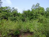 mangroves-terekhol-river-estuary-382372.jpg