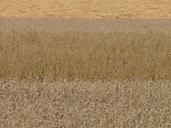 fields-cereals-grain-cereal-fields-8847.jpg