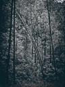 dark-tree-darkness-mystical-829433.jpg