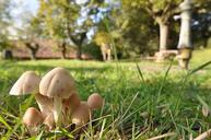 mushroom-micolodia-nature-hermitage-641977.jpg