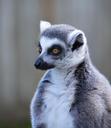 lemur-ring-tailed-lemur-primate-1507900.jpg