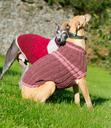 whippet-dog-jacket-blue-jumper-564387.jpg