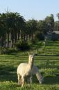 alpaca-perth-nature-field-mammal-1186184.jpg